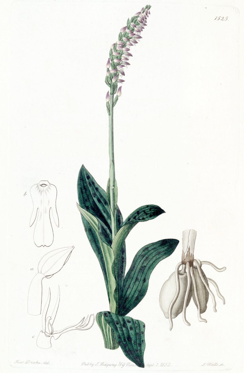 Neotinea maculata (als syn. Aceras secundiflorum) door Miss Drake
