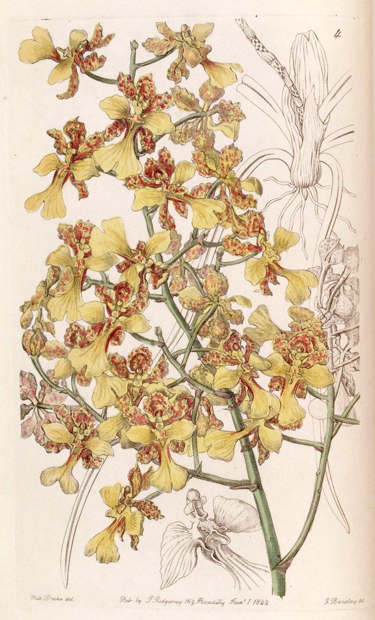 Oncidium cebolleta door Miss Drake