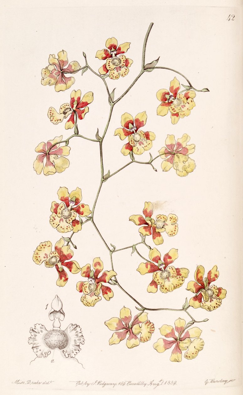 Oncidium divaricatum door Miss Drake