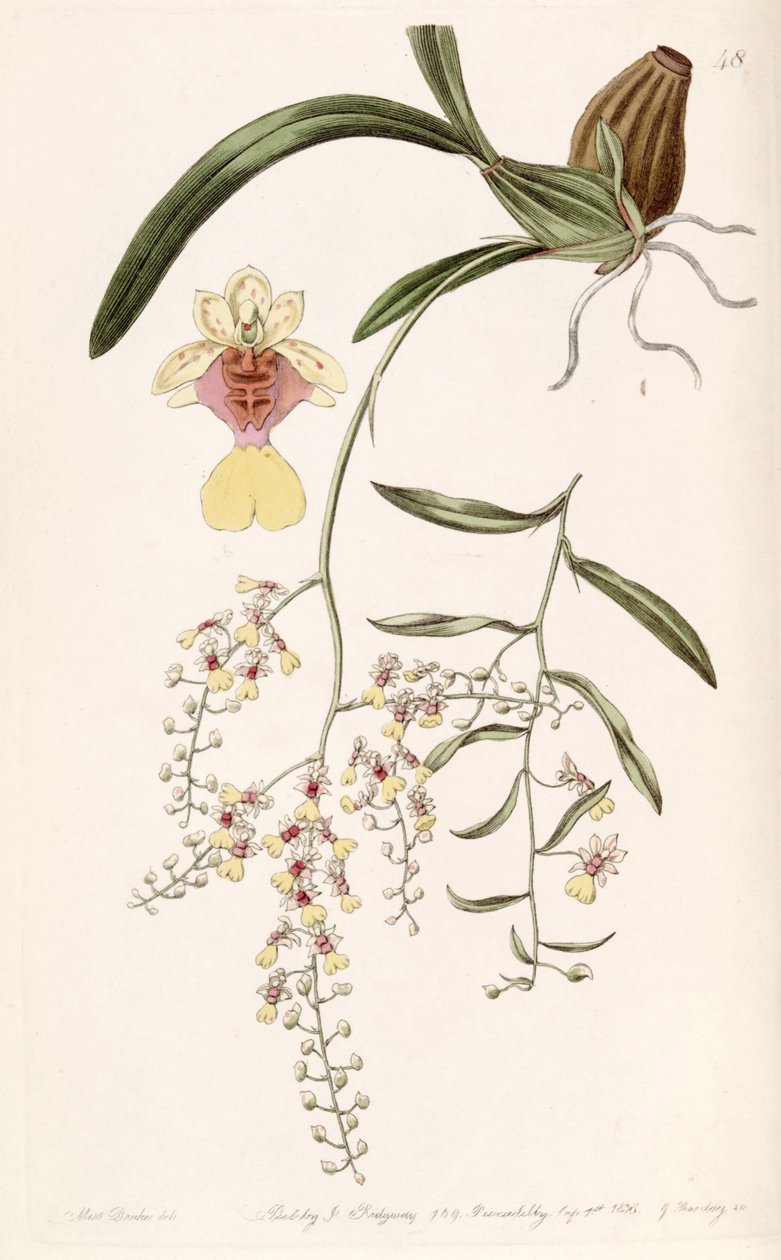 Oncidium raniferum door Miss Drake