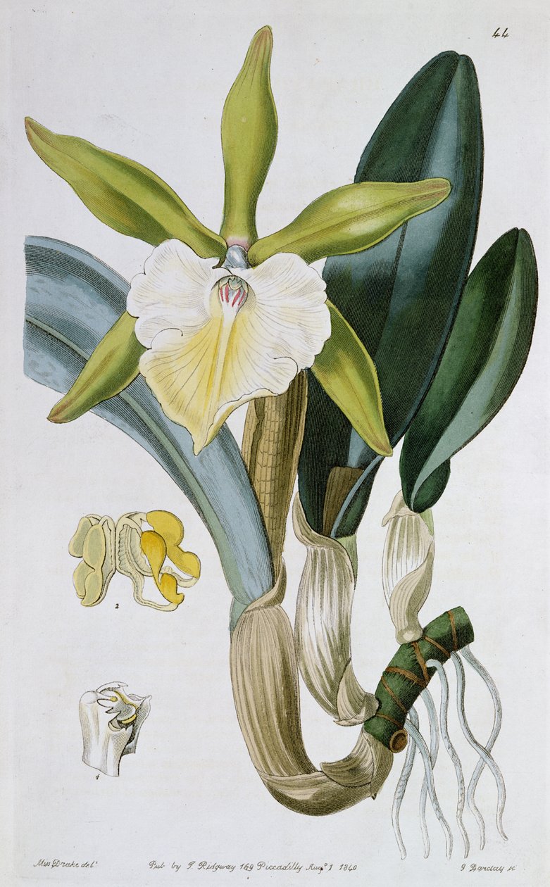 Orchidee: Brassavola glauca, uitgegeven door I. Ridgway, 1846 door Miss Drake