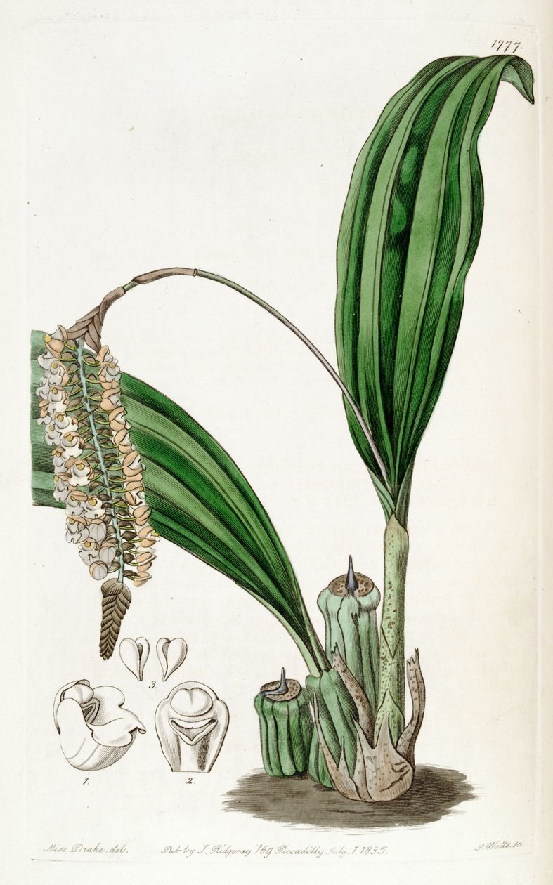 Pholidota imbricata door Miss Drake