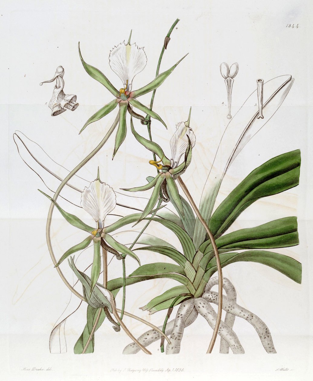 Plectrelminthus caudatus (als syn. Angraecum caudatum) door Miss Drake