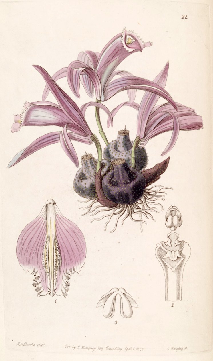 Pleione praecox door Miss Drake
