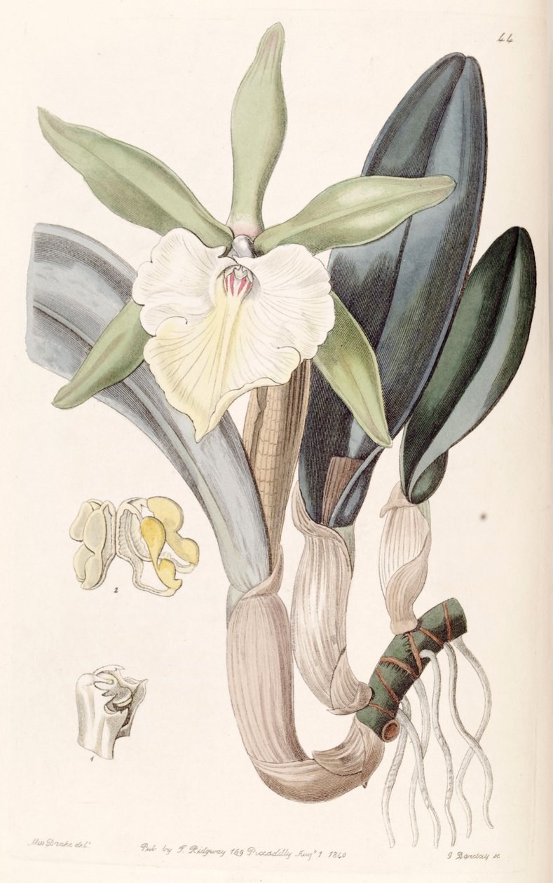 Rhyncholaelia glauca of Brassavola glauca door Miss Drake