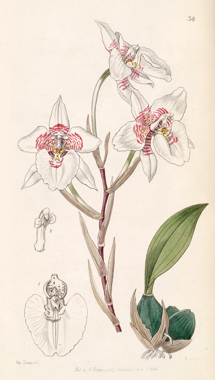 Rhynchostele cervantesii door Miss Drake