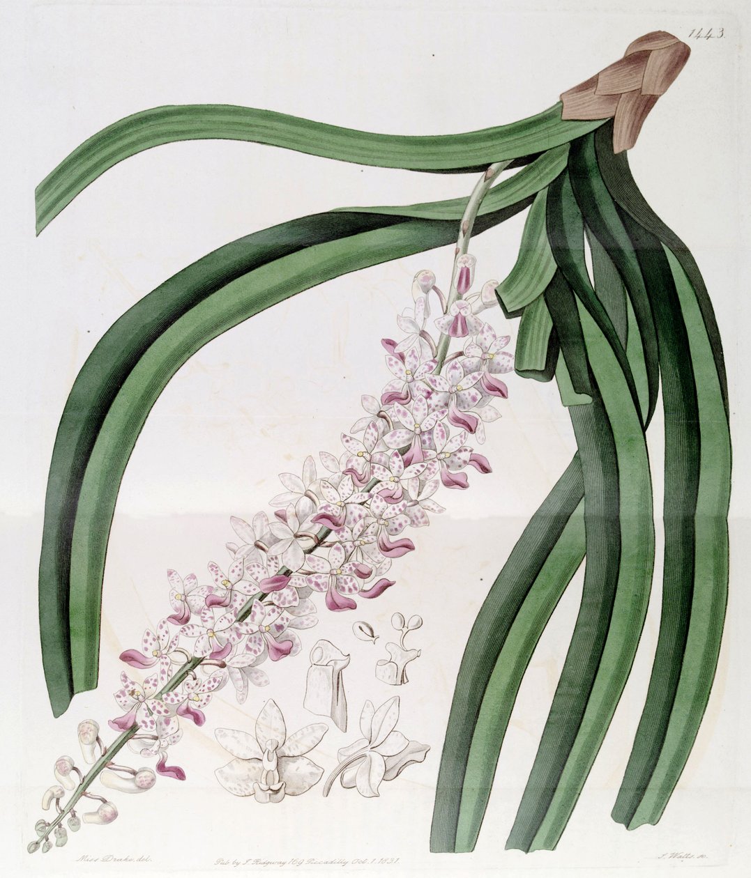 Illustratie van Rhynchostylis retusa (als syn. Eulophia mackaiana) door Miss Drake