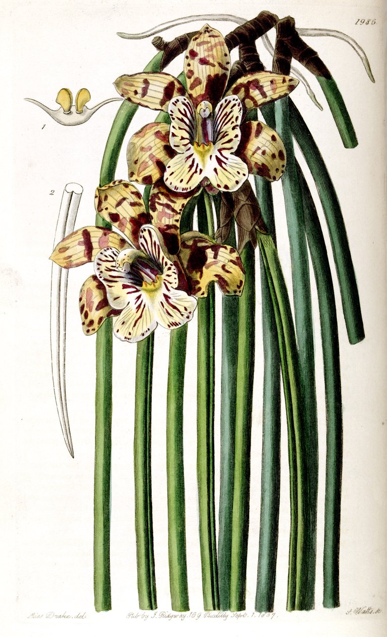 Scuticaria steelei (als syn. Maxillaria steelii) door Miss Drake