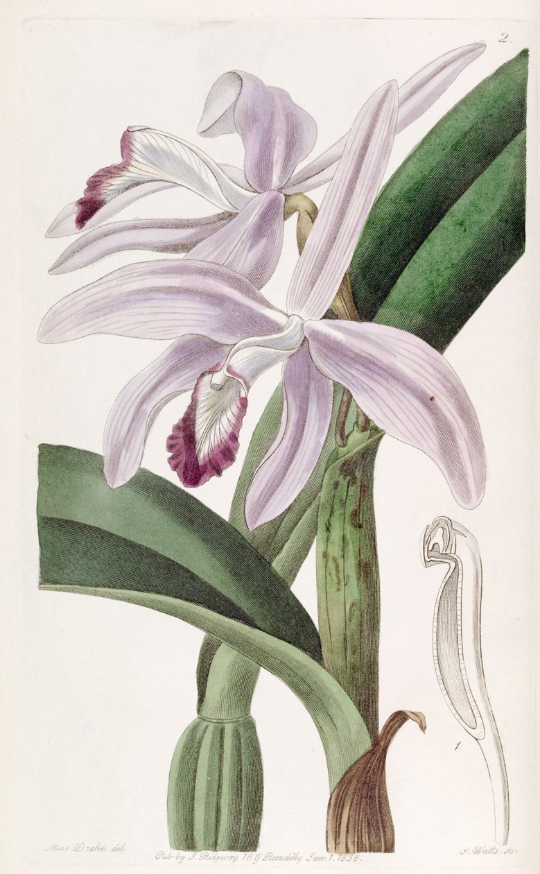 Sophronitis perrinii door Miss Drake