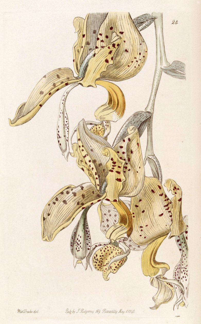 Stanhopea oculata door Miss Drake