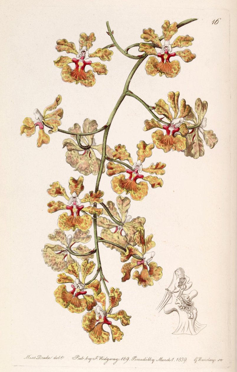 Tolumnia guttata (als syn. Oncidium luridum var. guttatum) door Miss Drake