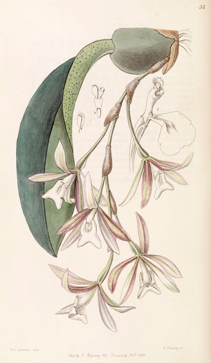 Trichopilia laxa (als syn. Pilumna laxa) door Miss Drake