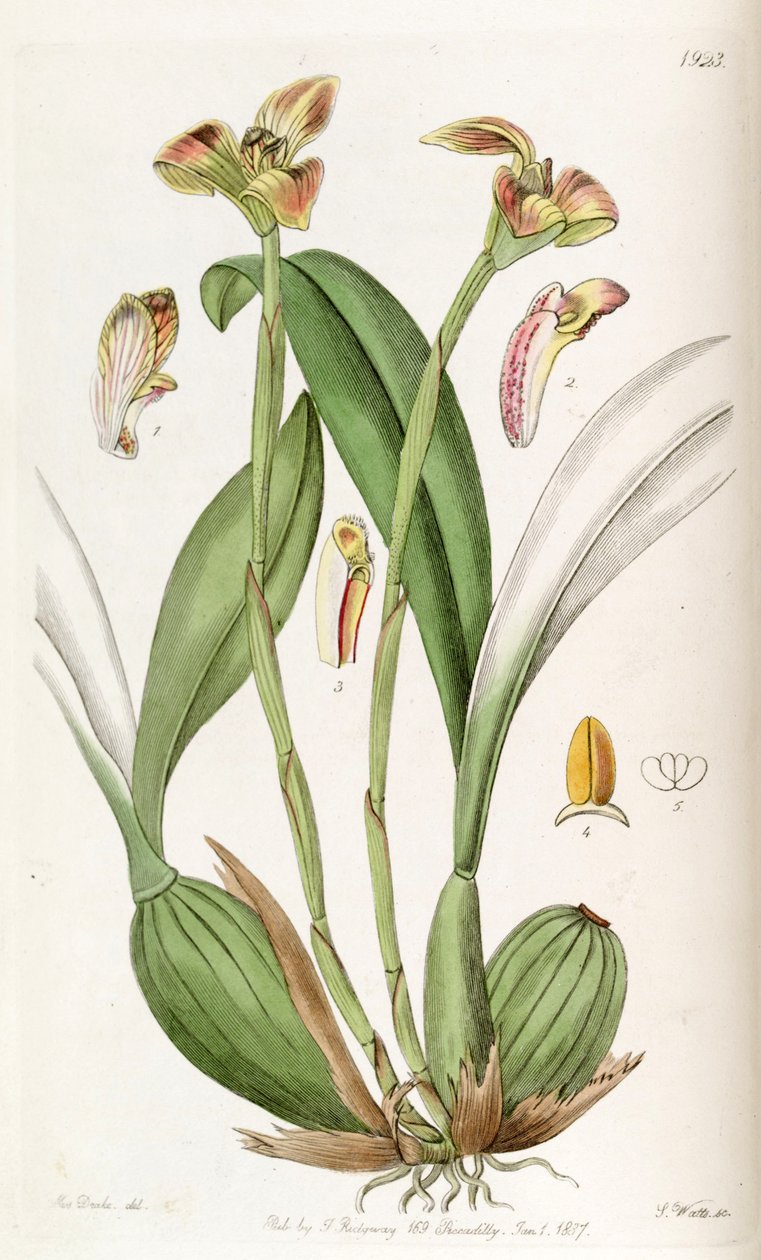 Trigonidium obtusum door Miss Drake