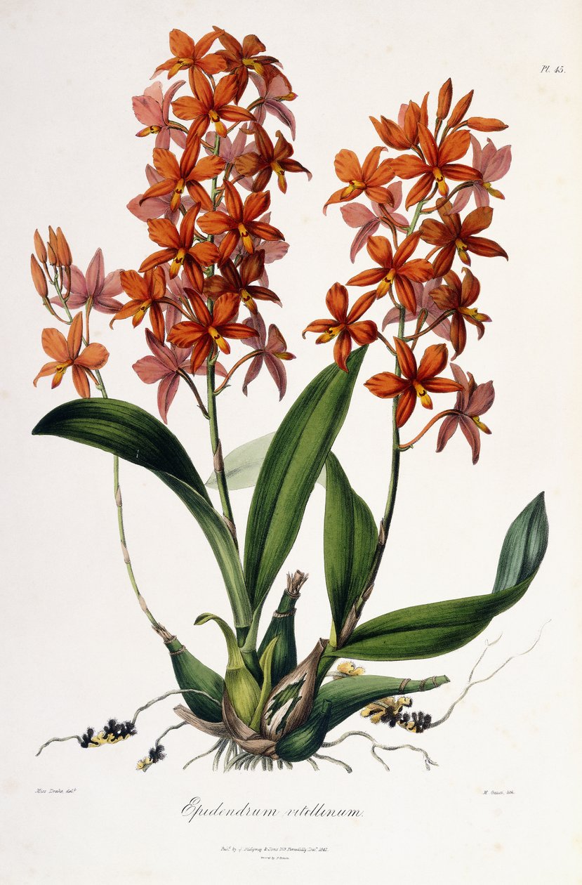 Epidendrum Vitellinum, c.1837-41 door Miss Drake