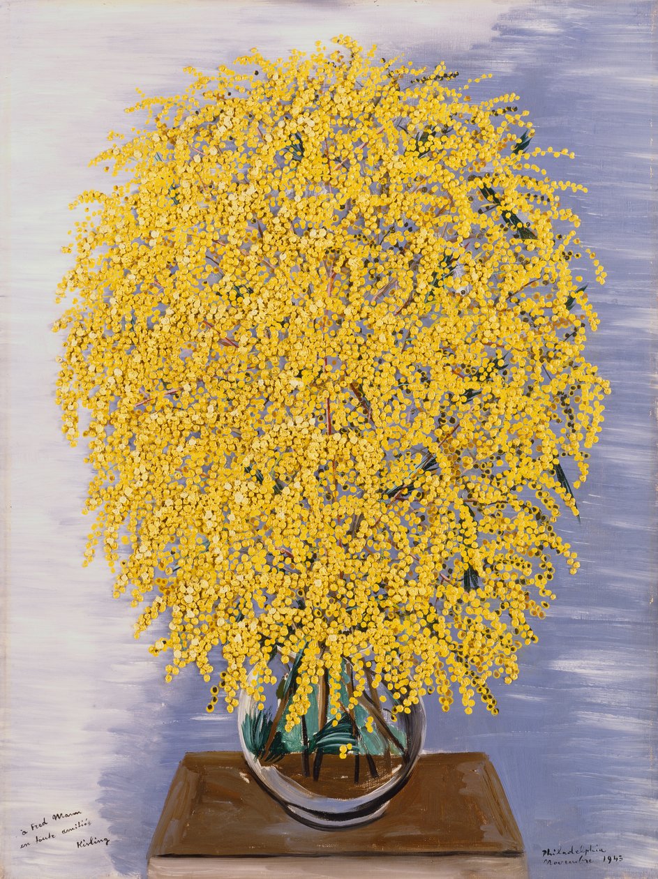 Mimosa