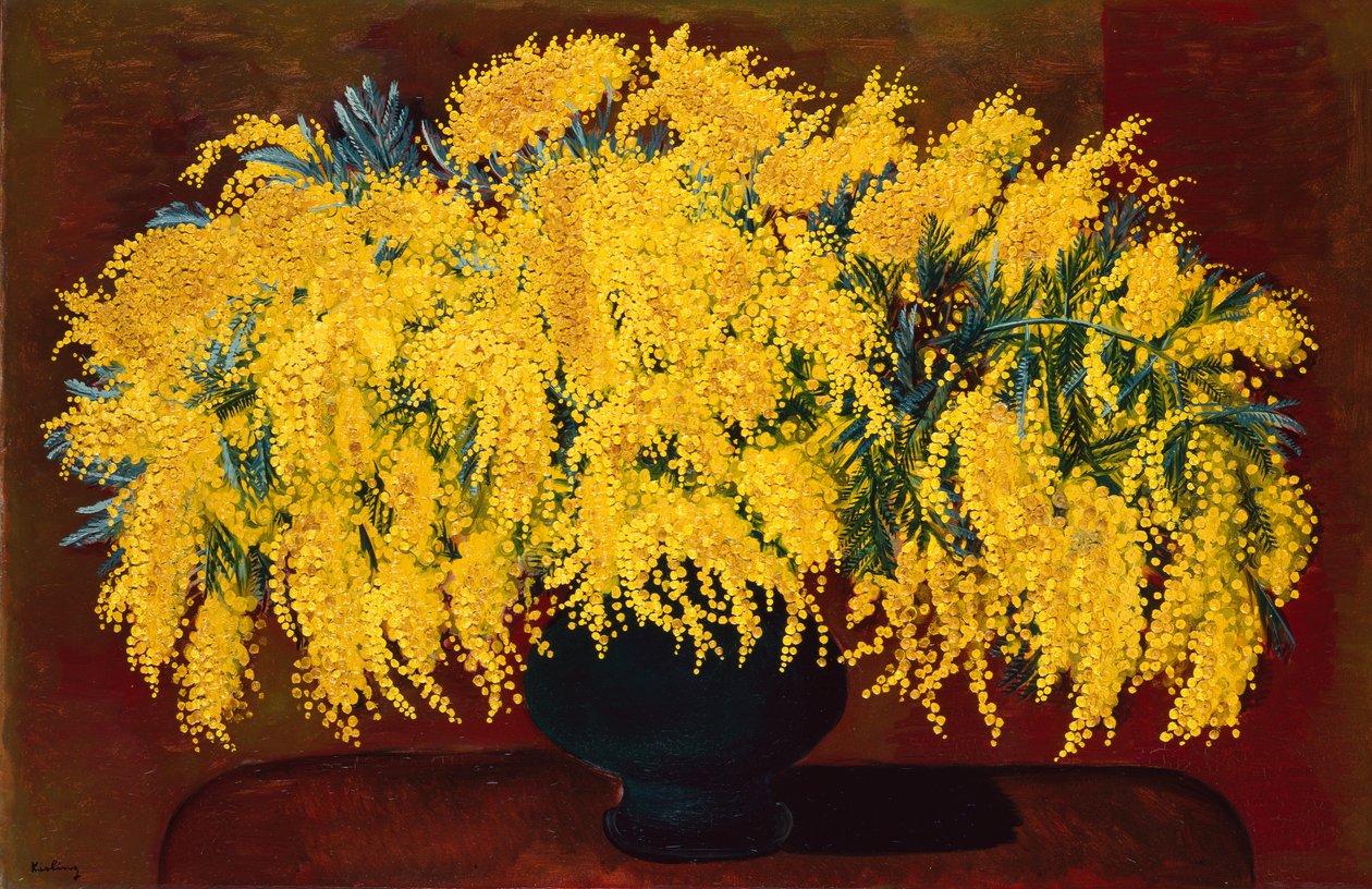 Mimosa