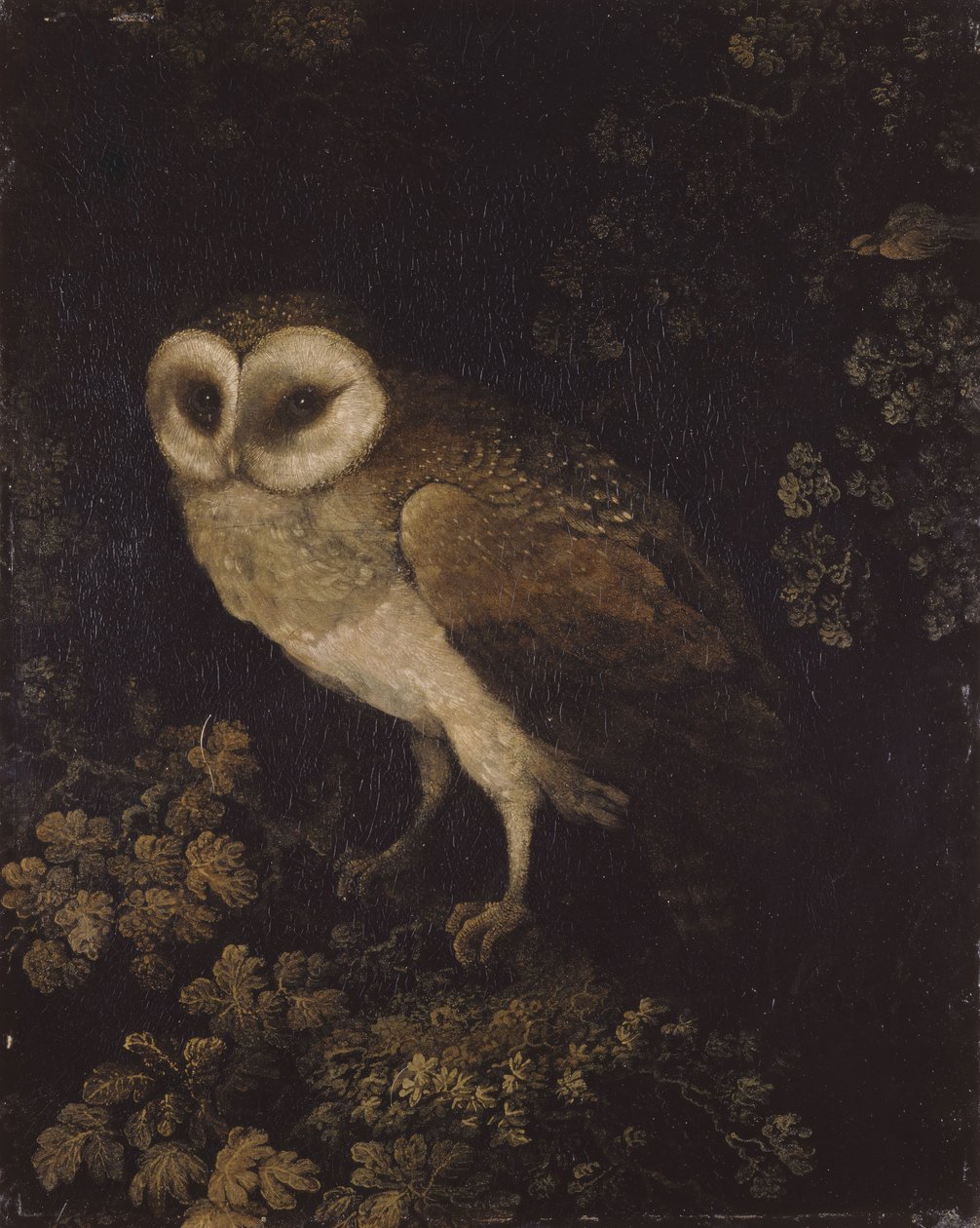Een Uil door Moses Haughton