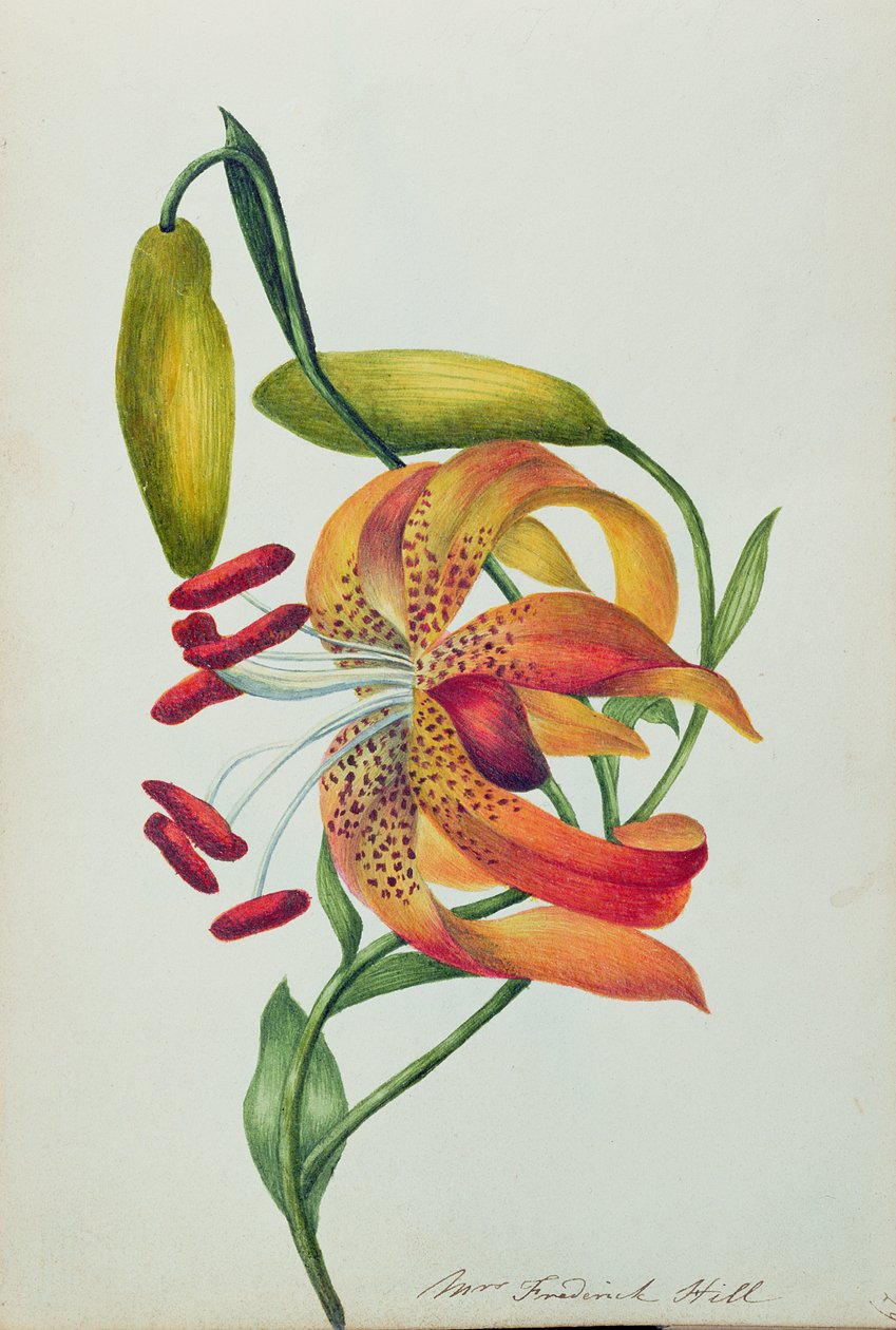 Tijgerlelie door Mrs Frederick Hill