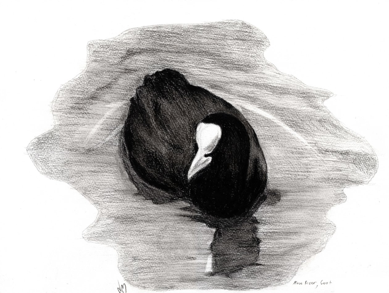 Meerkoet van Londen, 2013 door Nancy Moniz Charalambous