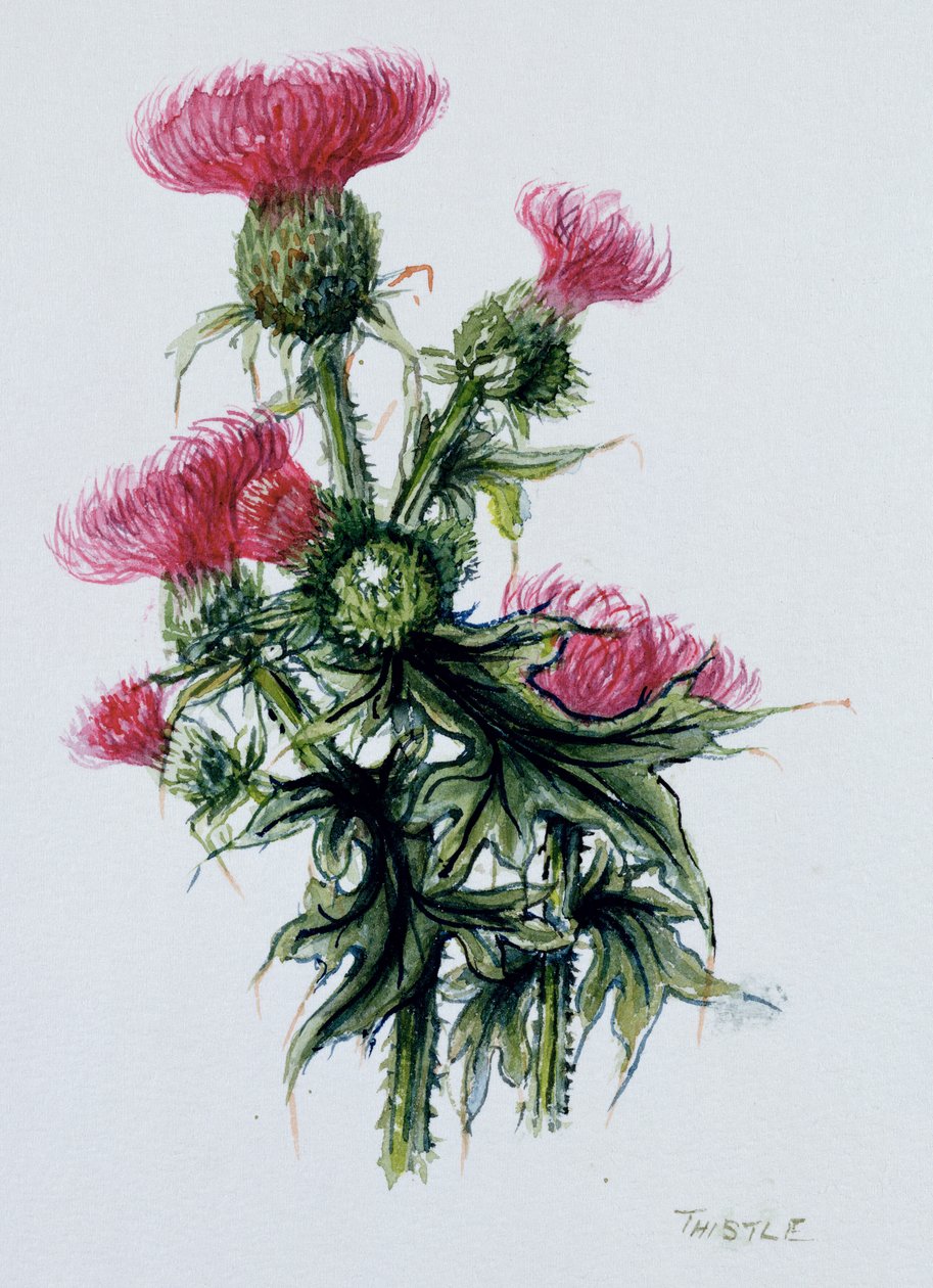 Schotse Distel door Nell Hill