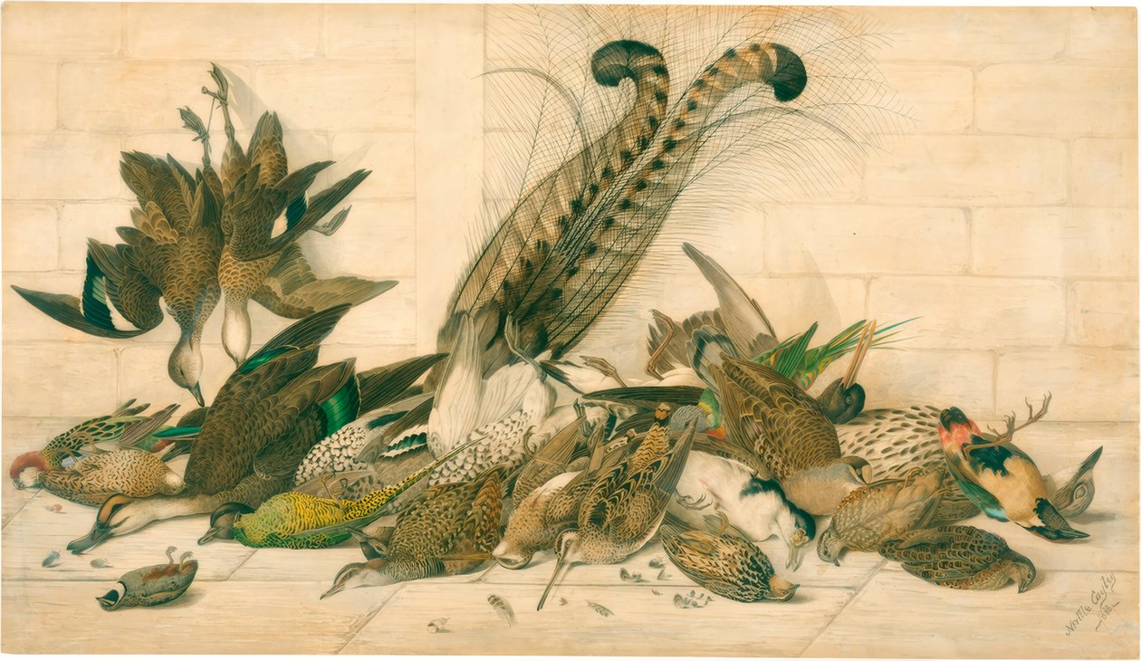 zonder titel (Australische jachtvogels) door Neville Henry Cayley