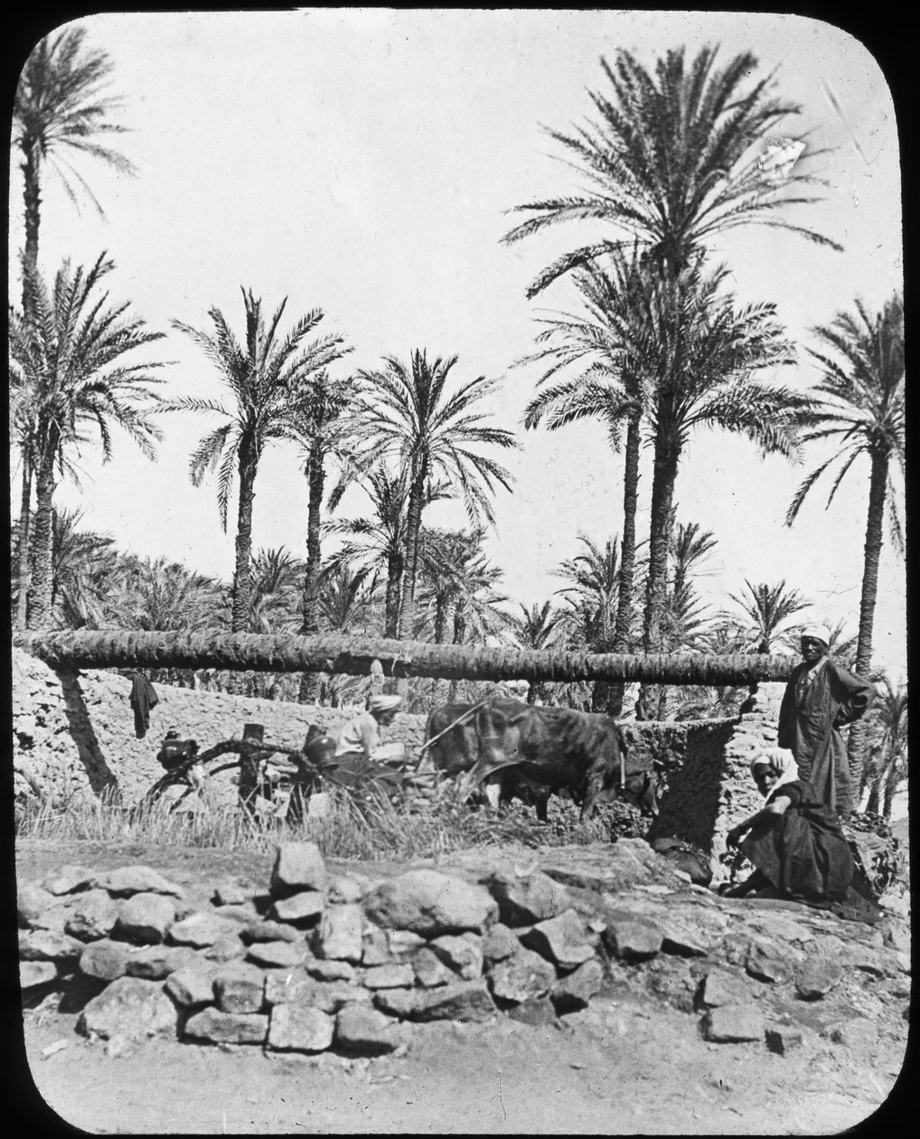 Waterrad, Egypte, c1890 door Newton and Co