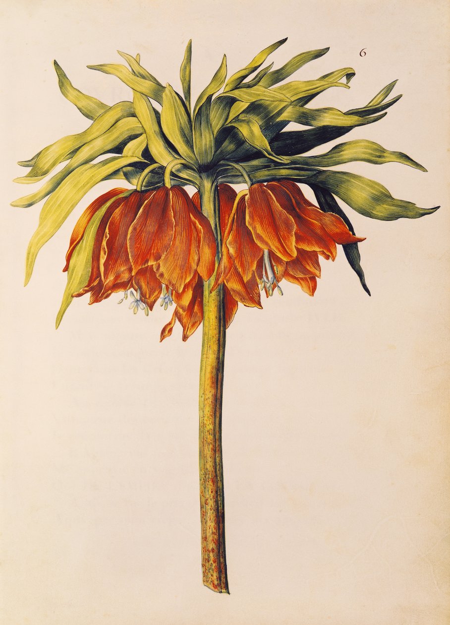 Keizerskroon of kievitsbloem, uit 
