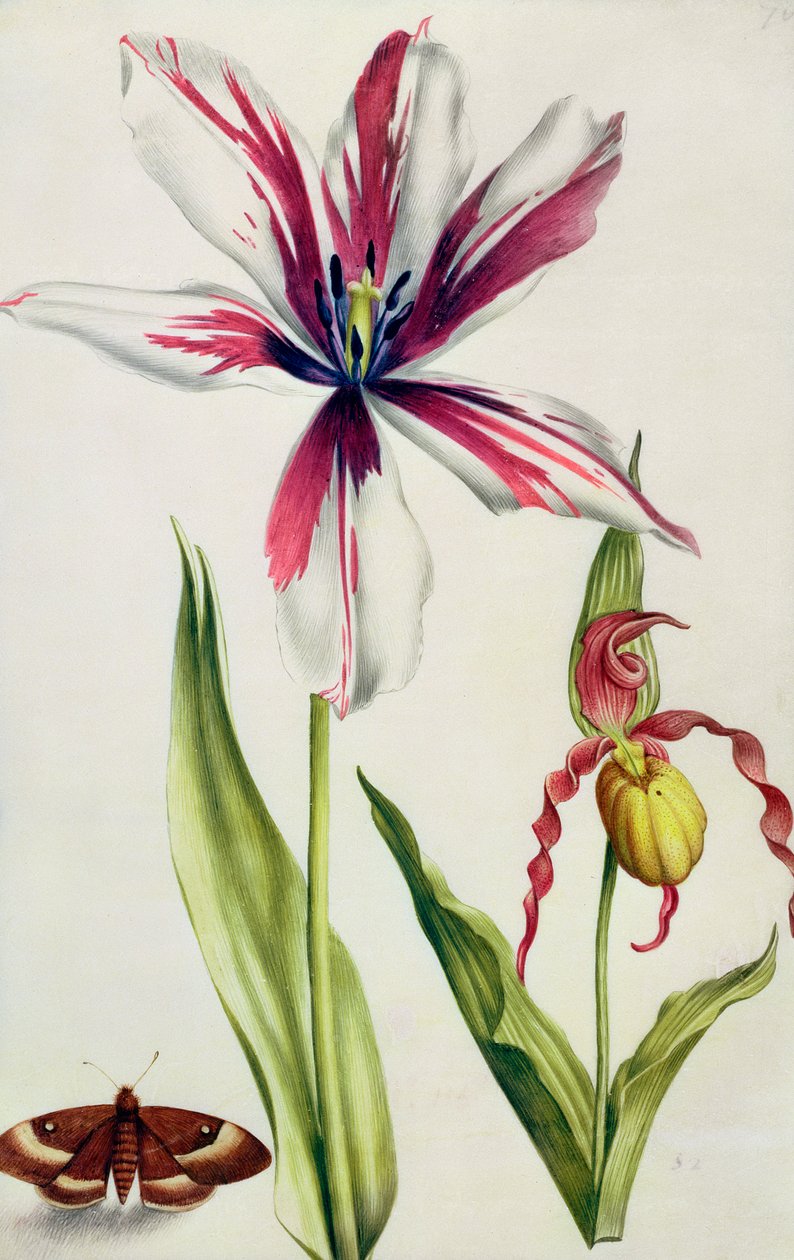 Orchidee, tulp en vlinder, ca. 1675 door Nicolas Robert