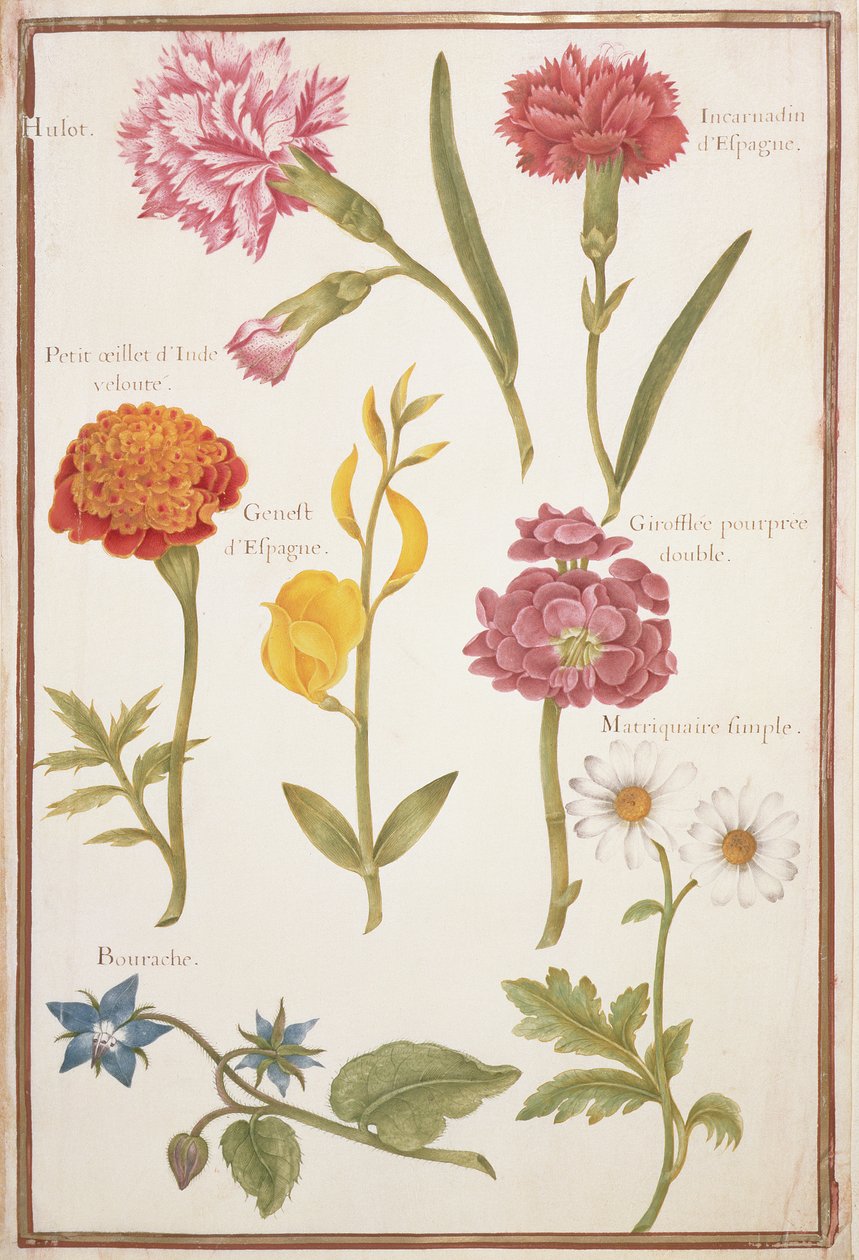 PD.109-1973.f2 Twee anjers, Franse goudsbloem, Spaanse brem, dubbele stokroos, bernagie en margriet door Nicolas Robert