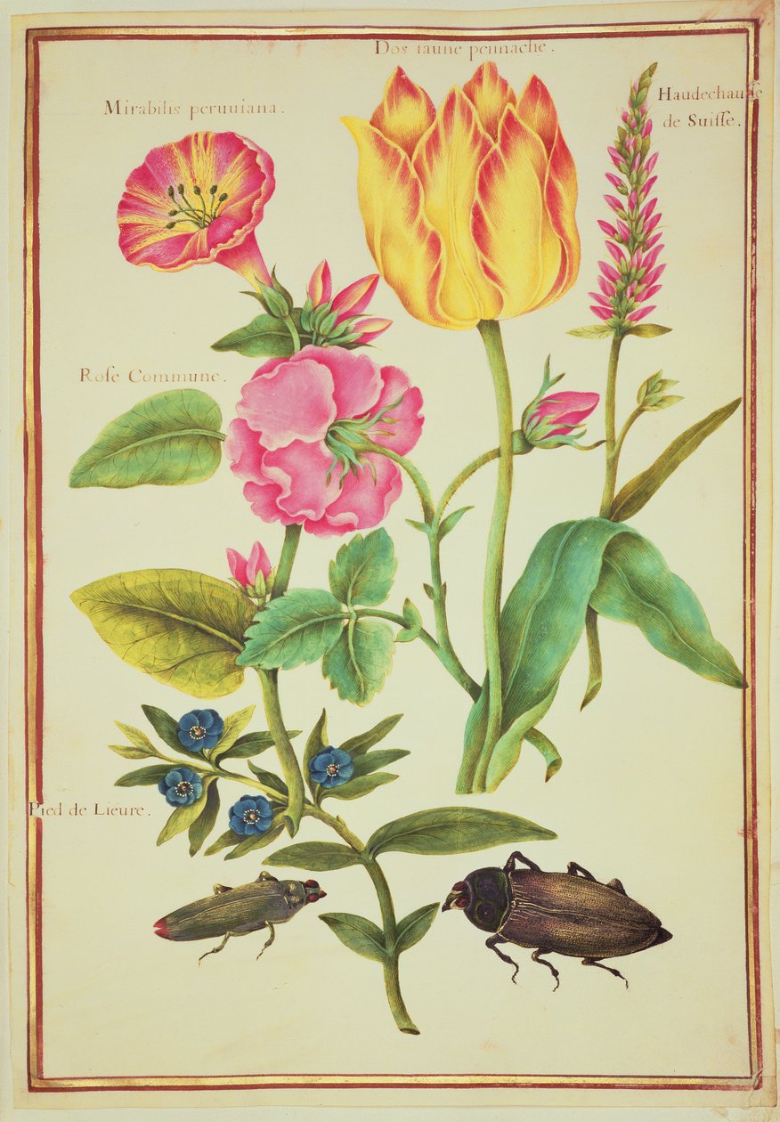 PD.109-1973.f23 Bloemstudies door Nicolas Robert
