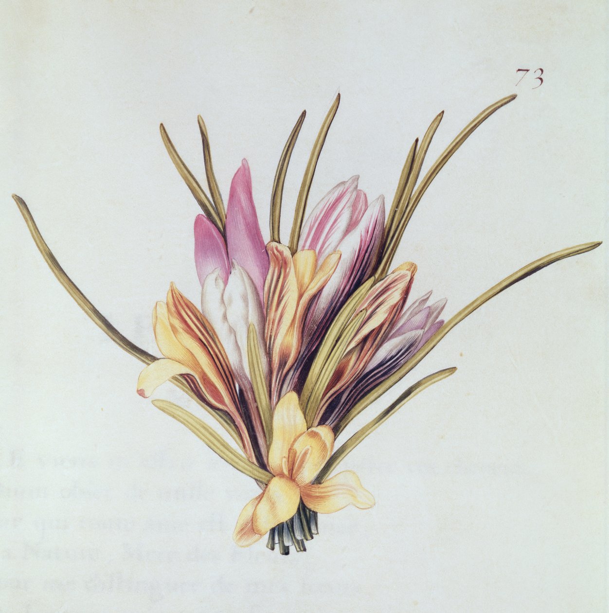 Saffraan of Crocus, uit 