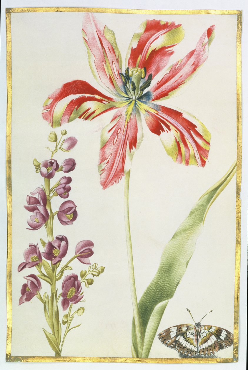 Tulp, stokrozen en vlinder, ca. 1675 door Nicolas Robert