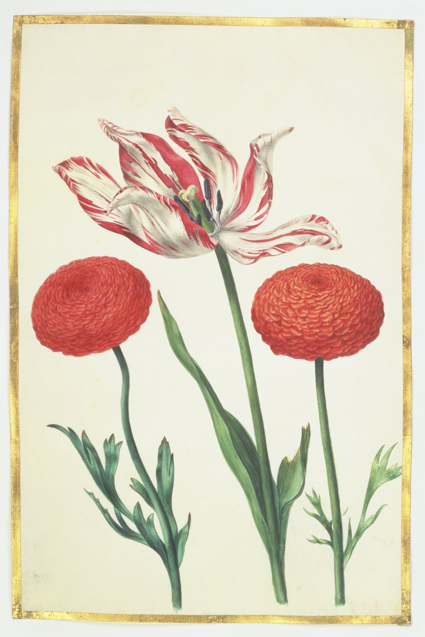 Tulp en dahlia