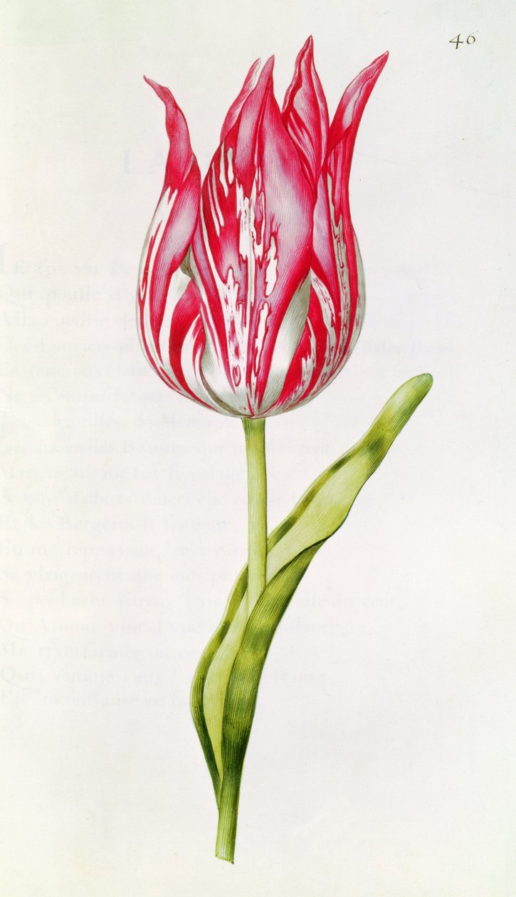 Tulp, uit 