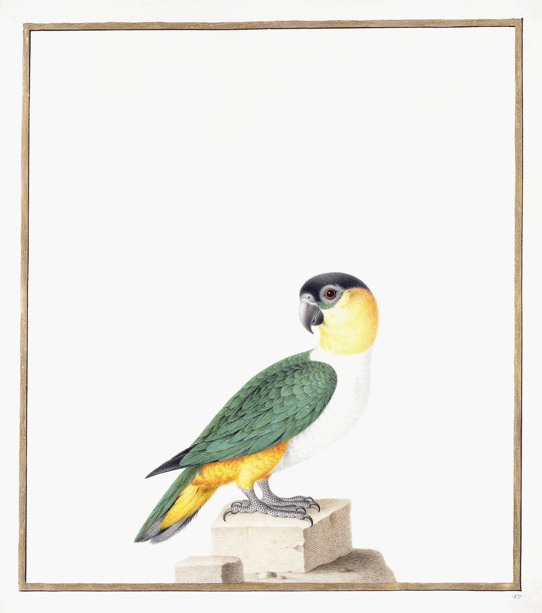 Zwartkap Papegaai door Nicolas Robert