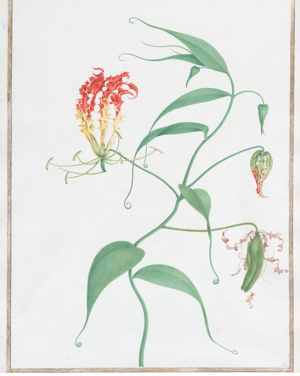Gloriosa Superba Klimlelie, ca. 1660 door Nicolas Robert
