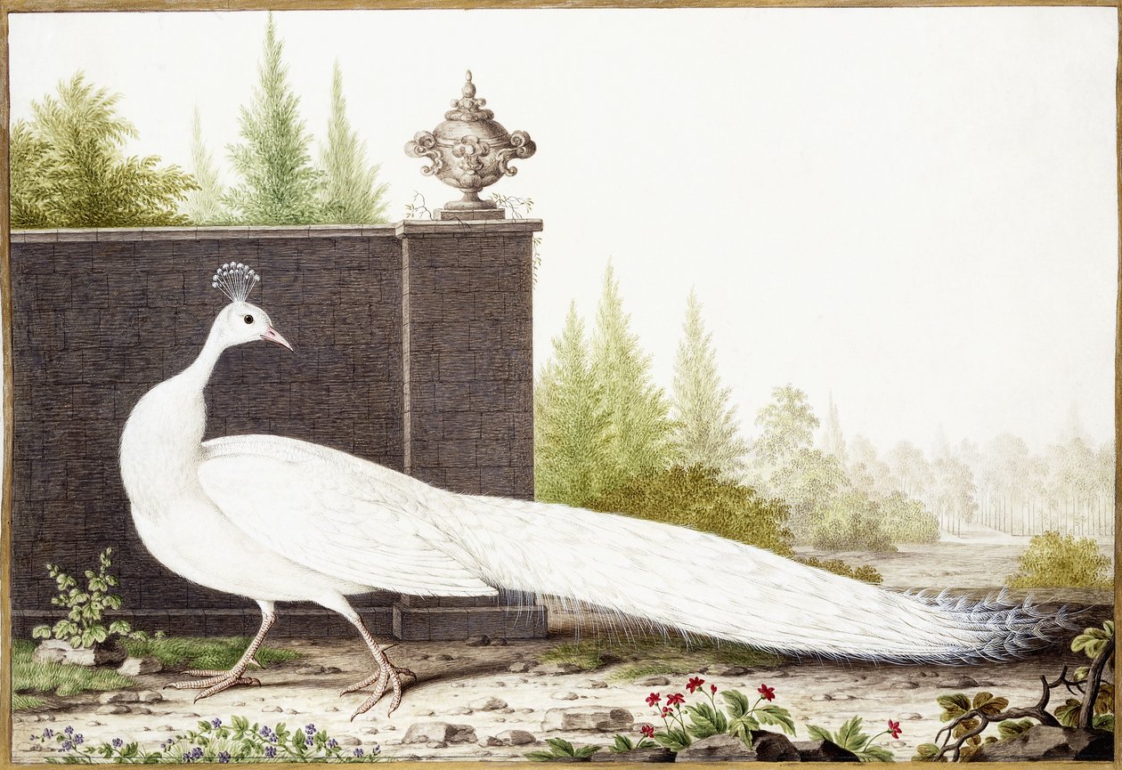Witte pauw door Nicolas Robert