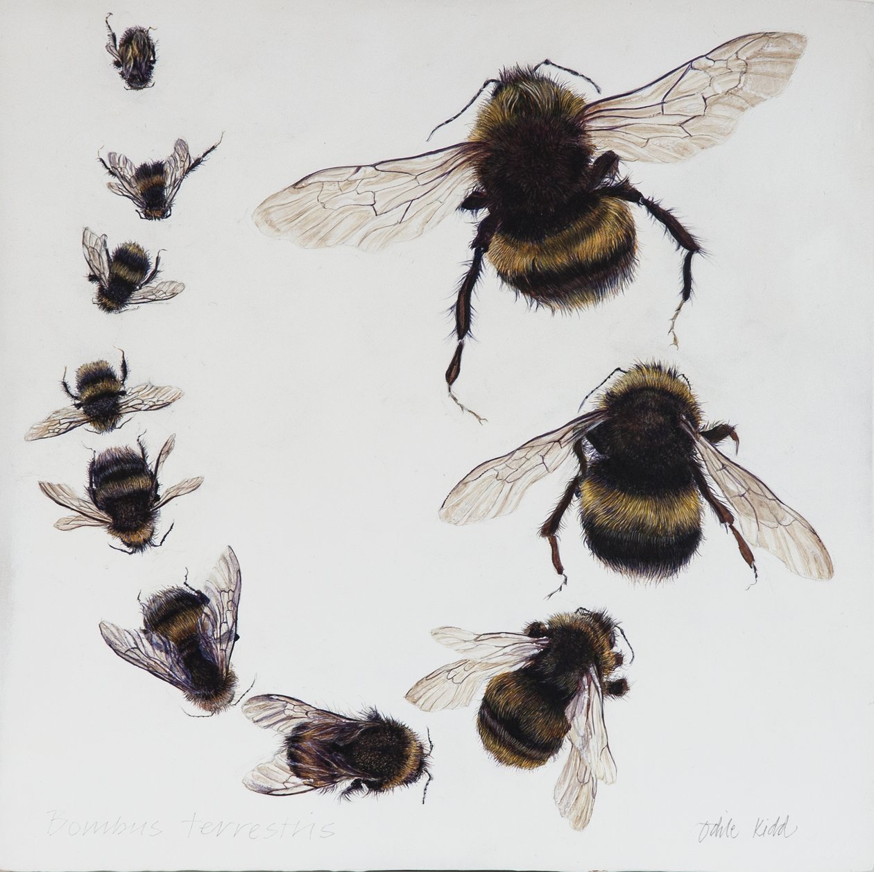 Bombus, 2015 (acryl op gegessuurd hout) door Odile Kidd