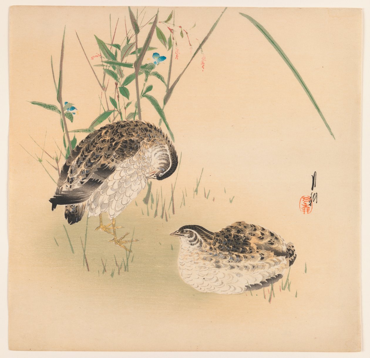 Twee kwartels, c.1890-1910 door Ogata Gekko