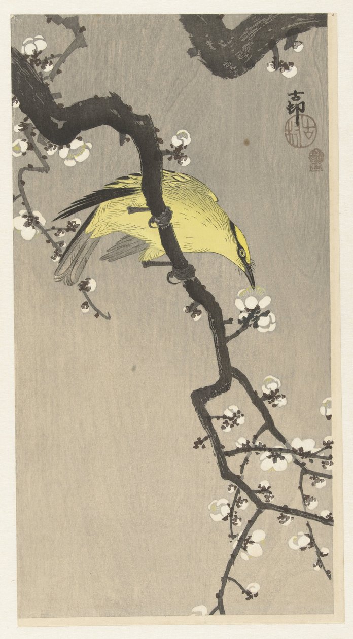 Chinese wielewaal op pruimenbloesemtak door Ohara Koson