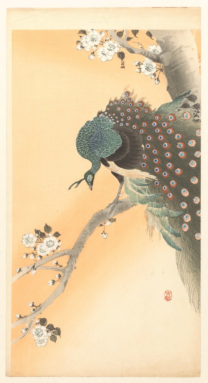 Pauw in kersenboom door Ohara Koson