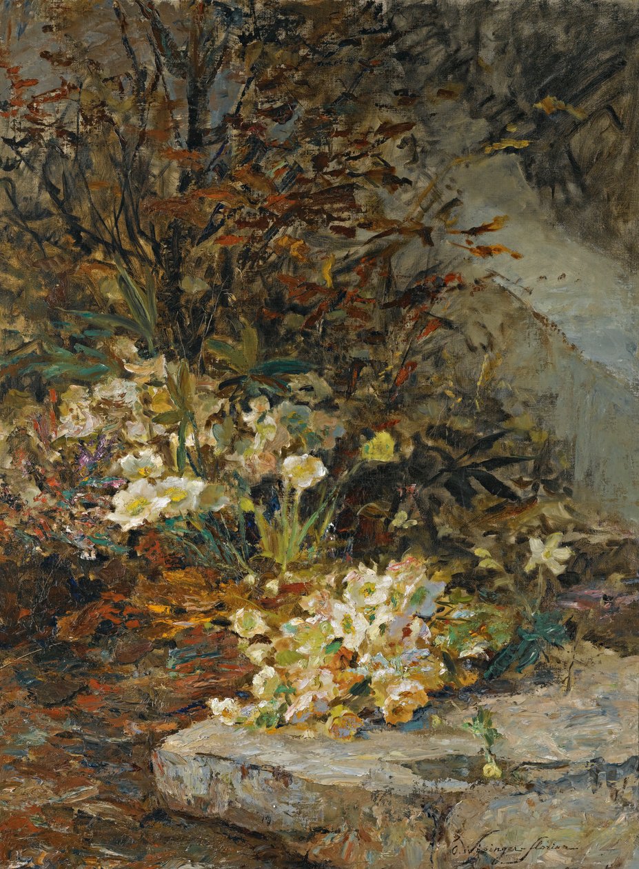 Helleborus door Olga Wisinger Florian