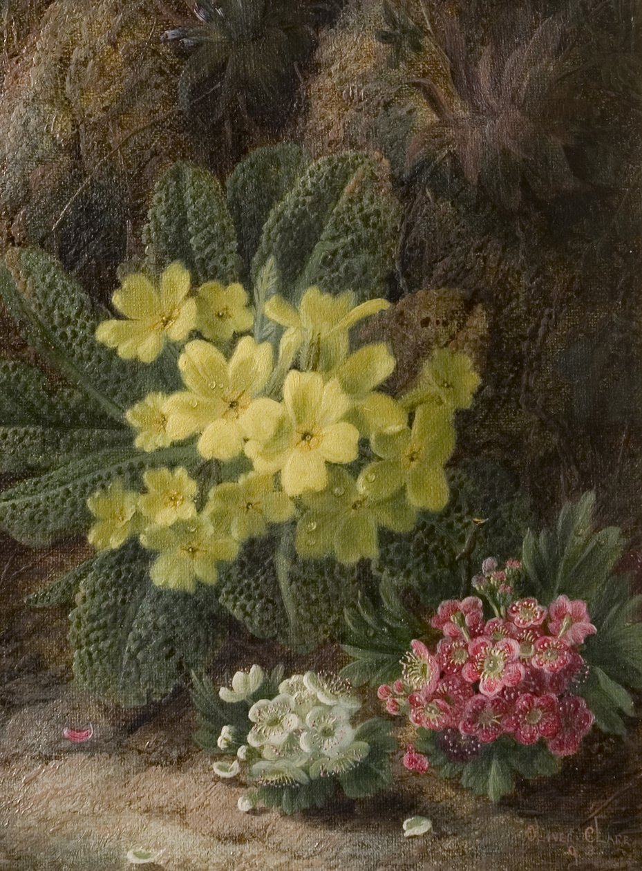Sleutelbloemen door Oliver Clare