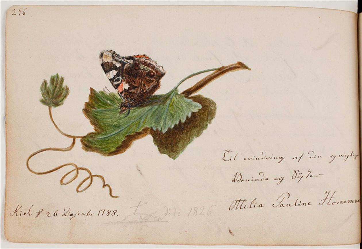 Vlinder op blad door Ottilie Pauline Horneman