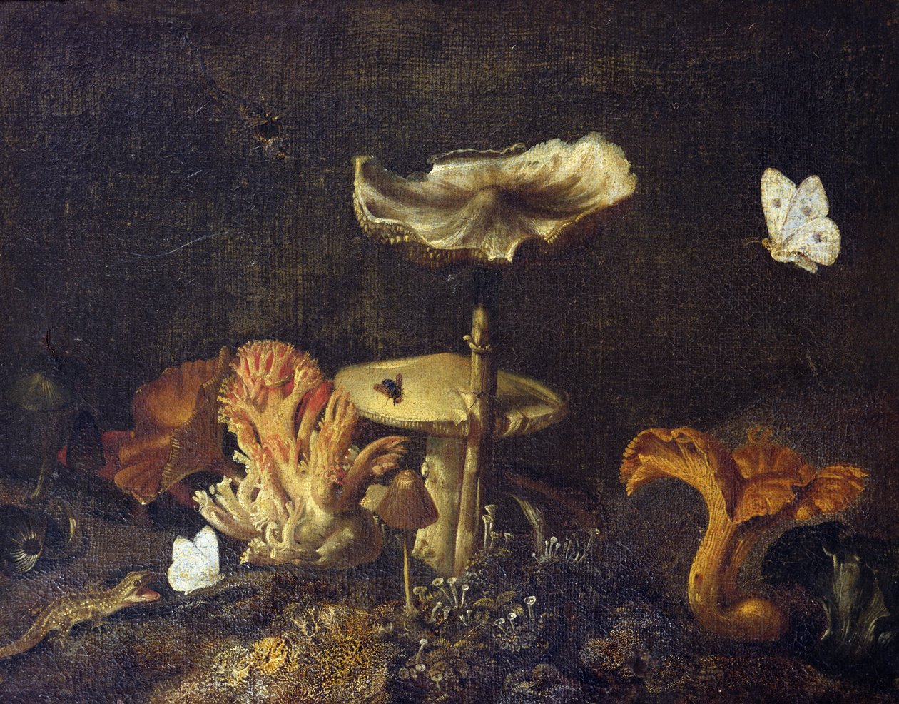 Stilleven met paddenstoelen en vlinders door Otto Marseus  van Schrieck