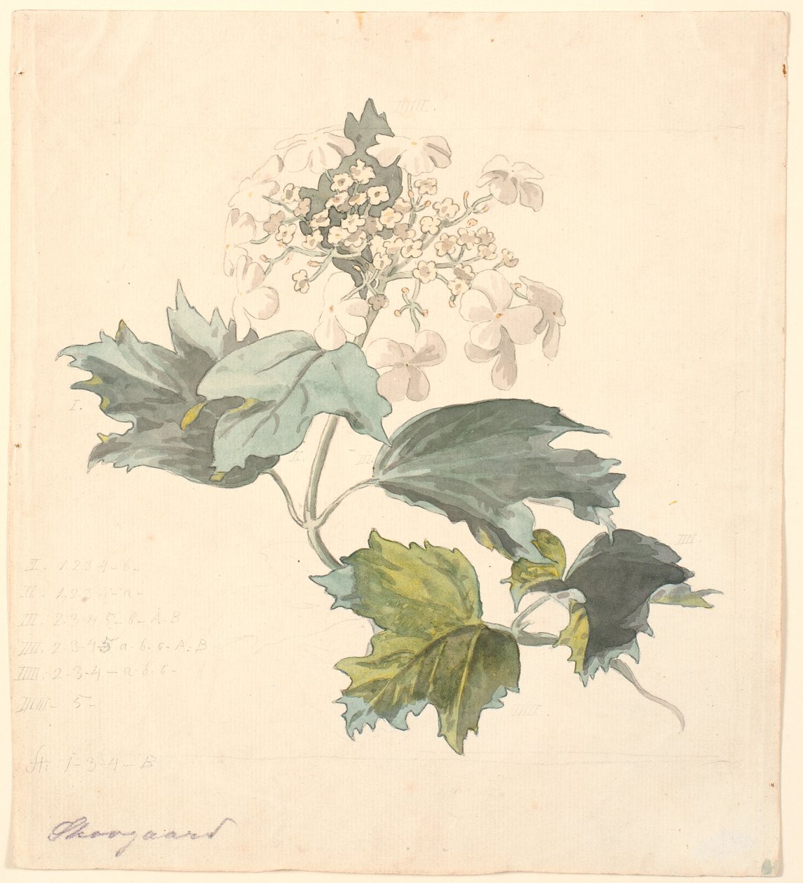 Sneeuwbal (Viburnum) door P.C. Skovgaard