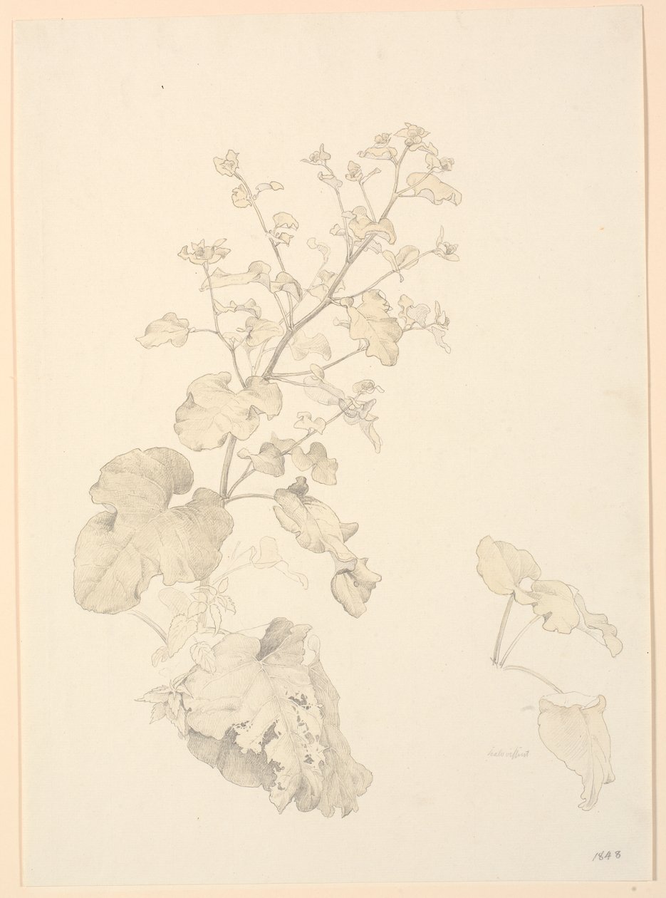 Zuringplanten door P.C. Skovgaard