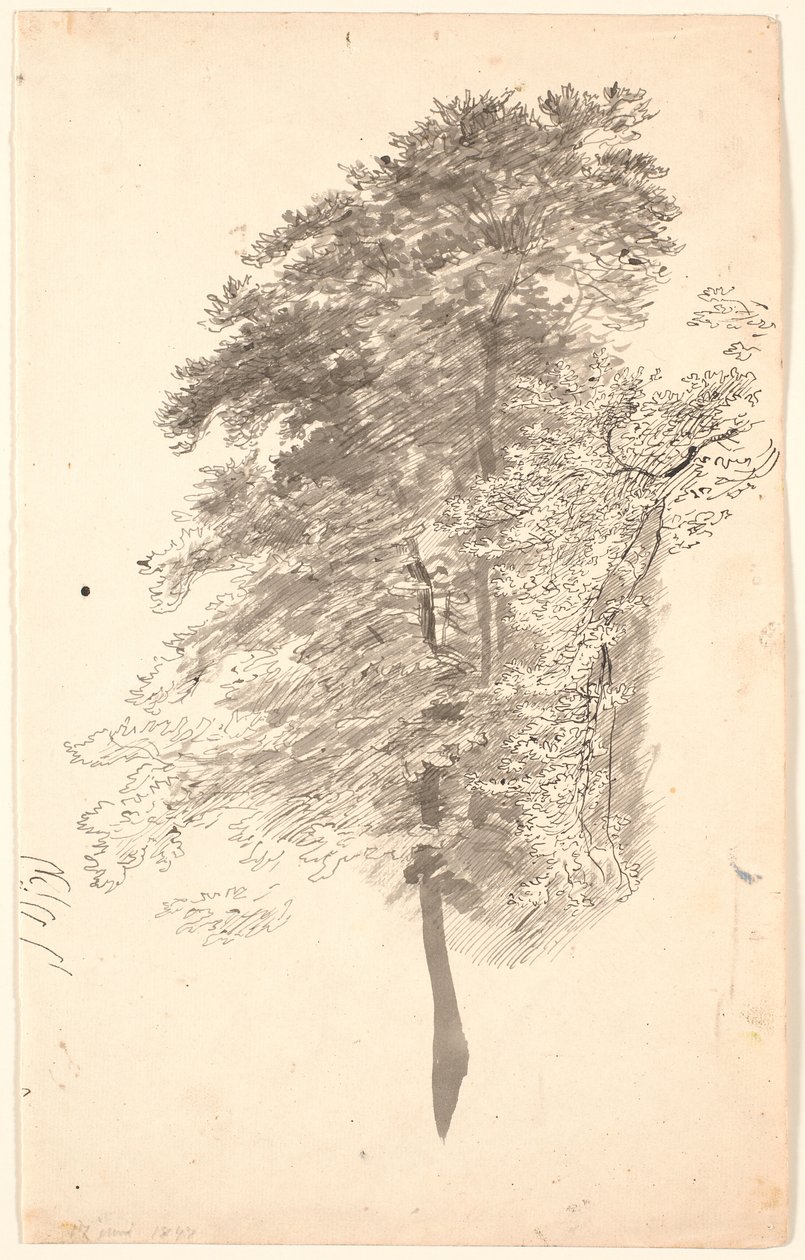 Studie van hoge slanke bomen met loof door P.C. Skovgaard