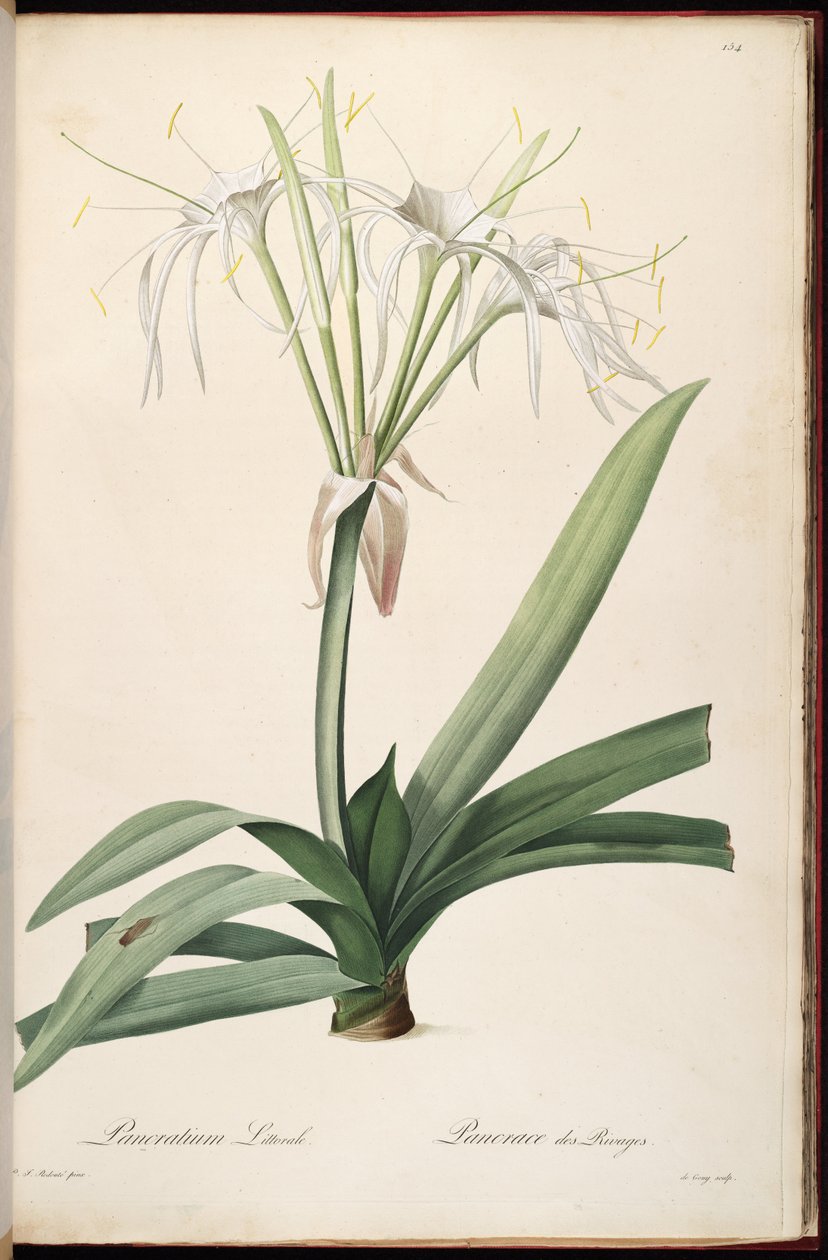 Hymenocallis littoralis door Pierre Joseph Redouté
