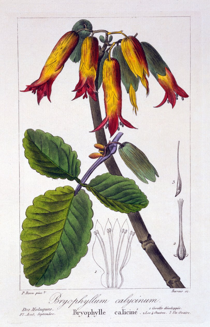 Bryophyllum calycinum, pub. 1836 door Panacre Bessa